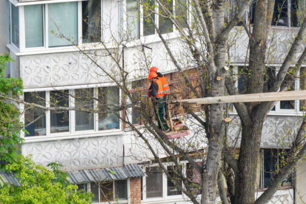 Why Commercial Tree Services Are Essential for Business Properties